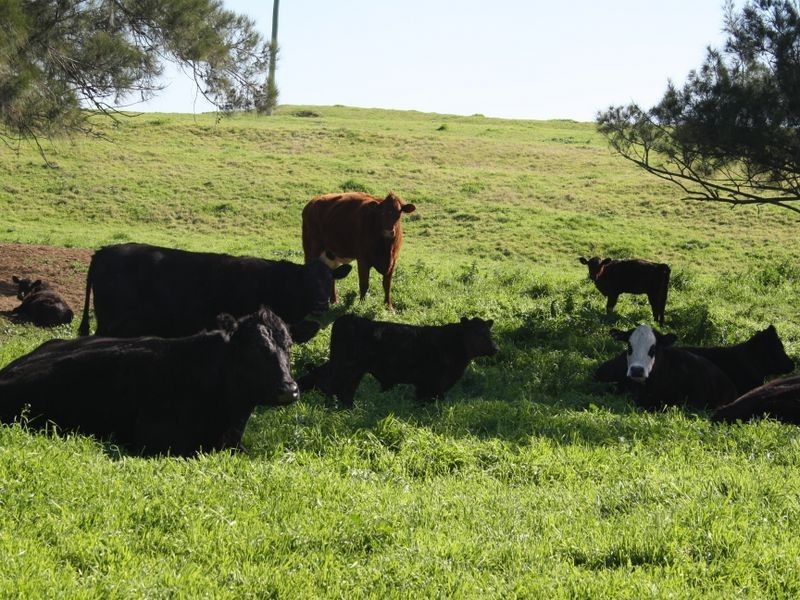 Elgin – New England Highway, Muswellbrook NSW 2333