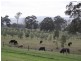 1048 Castle Rock Road, Muswellbrook NSW 2333