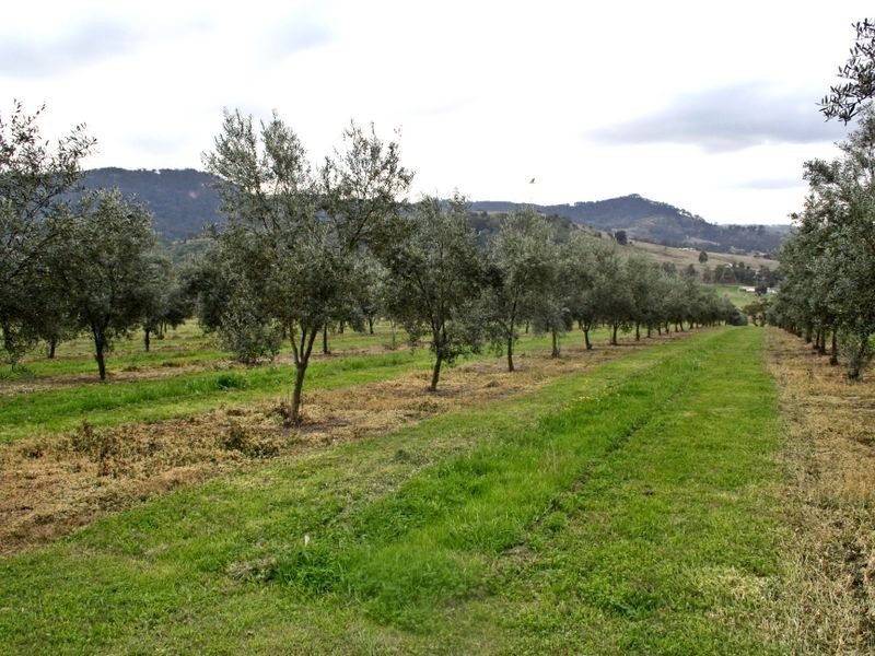 991 Castlerock Road, Muswellbrook NSW 2333