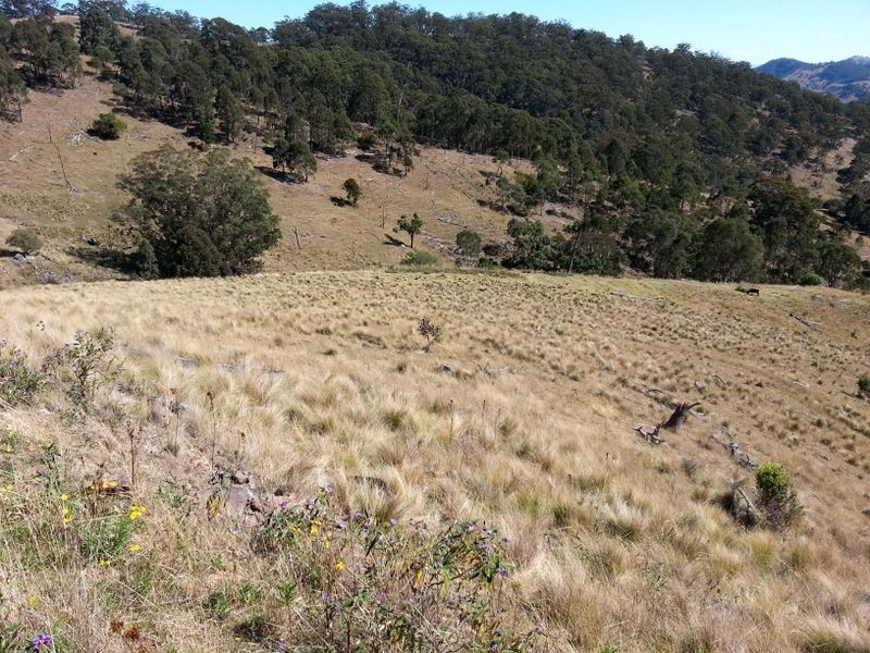 1740 Sandy Creek Road, Muswellbrook NSW 2333