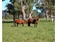 ‘Goanna Downs’ New England Hwy, Scone NSW 2337