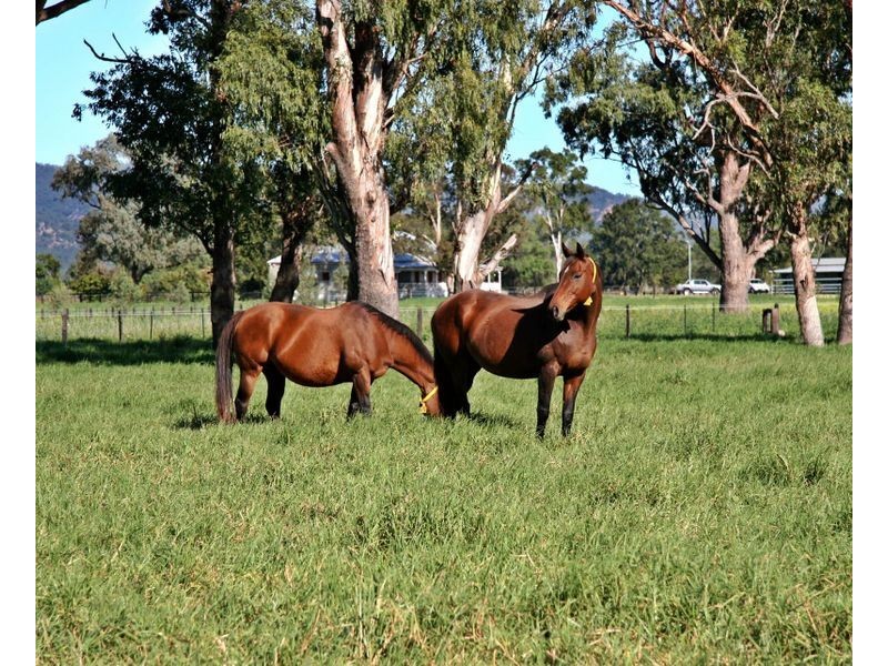 ‘Goanna Downs’ New England Hwy, Scone NSW 2337