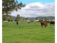 ‘Goanna Downs’ New England Hwy, Scone NSW 2337