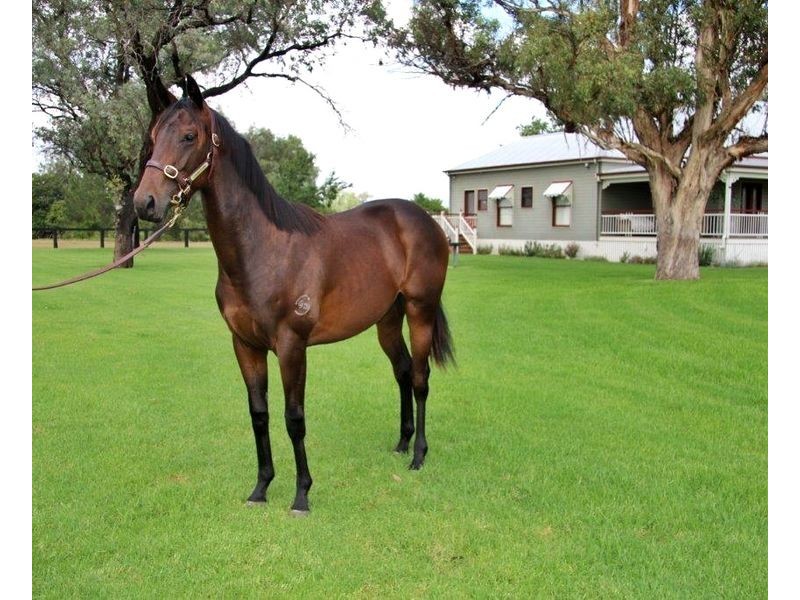 ‘Goanna Downs’ New England Hwy, Scone NSW 2337