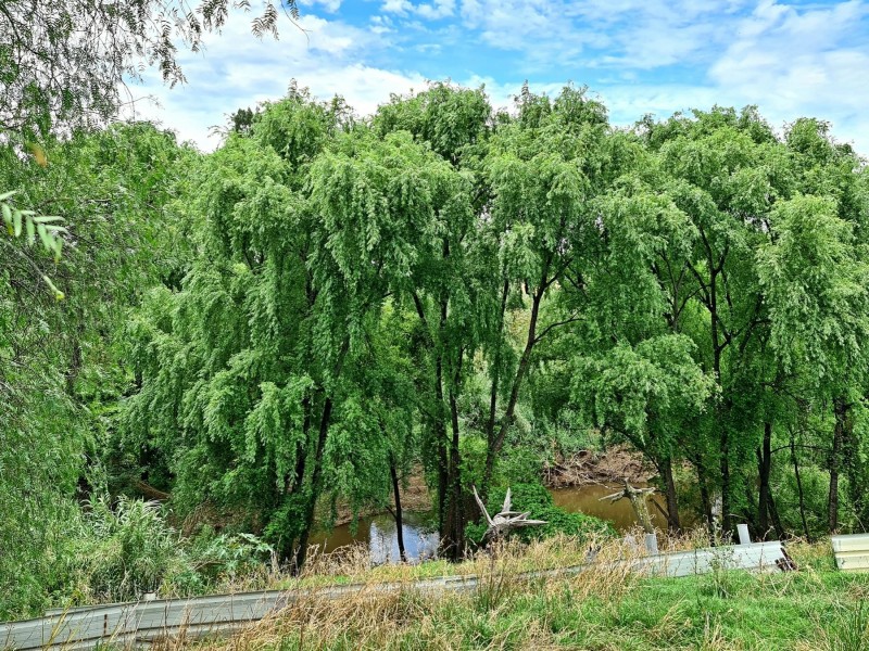 113 Sydney Street, Muswellbrook NSW 2333