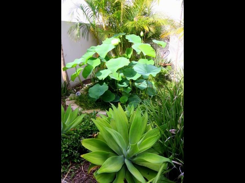 31 Salvado Drive, Pacific Pines QLD 4211