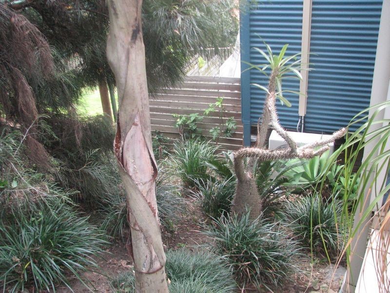 7/16 Honolulu Rise, Pacific Pines QLD 4211