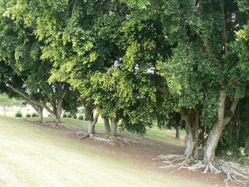 2010 The Boulevard Royal Pines Resort, Benowa QLD 4217