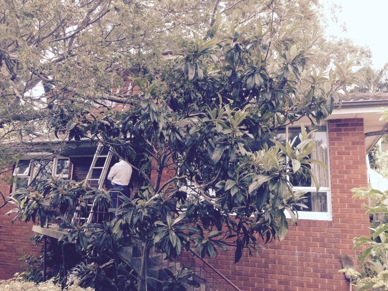 67 Penrith Avenue, Wheeler Heights NSW 2097