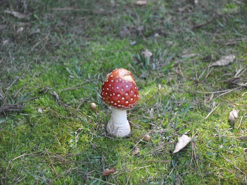 14 Johnsons Road, Bilpin NSW 2758