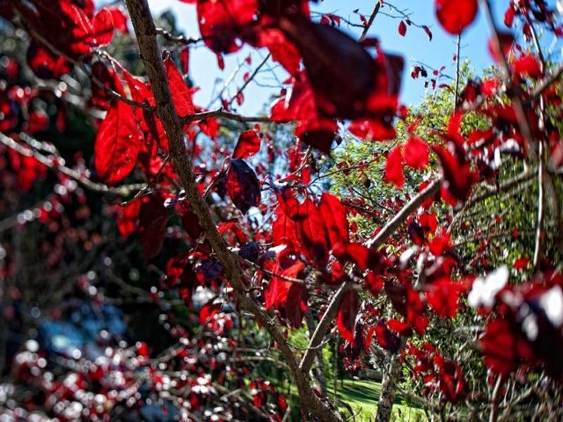 14 Johnsons Road, Bilpin NSW 2758