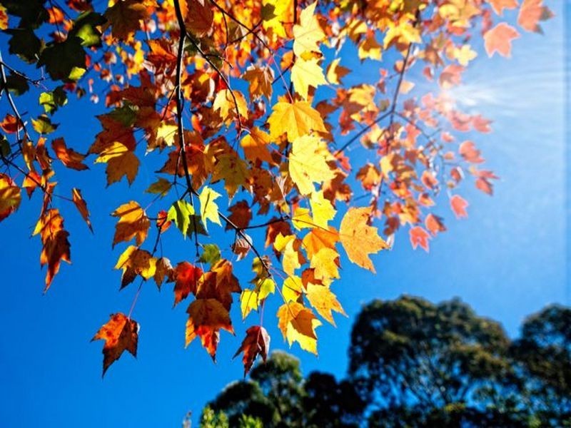 14 Johnsons Road, Bilpin NSW 2758