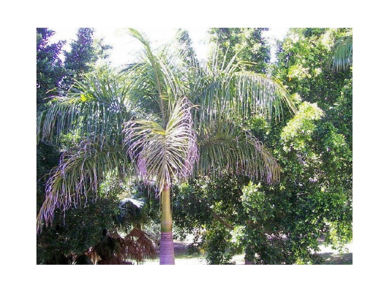 56/85 Palm Meadows Drive, Carrara QLD 4211