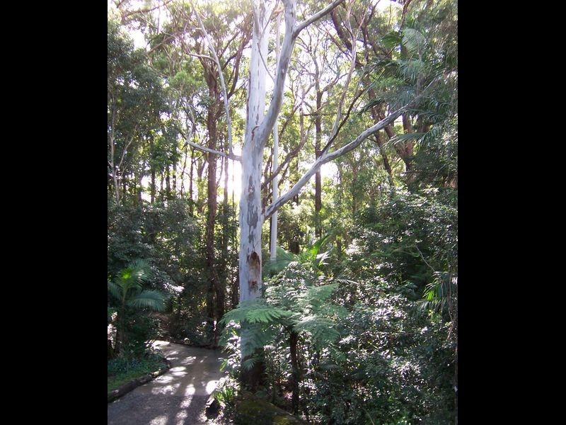 33 Gwongorella, Springbrook QLD 4213