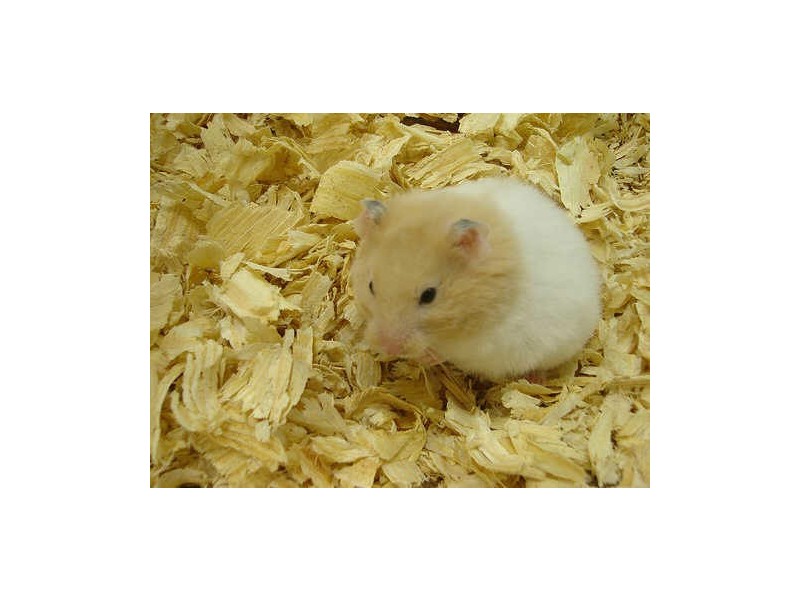 Noosa Heads QLD 4567