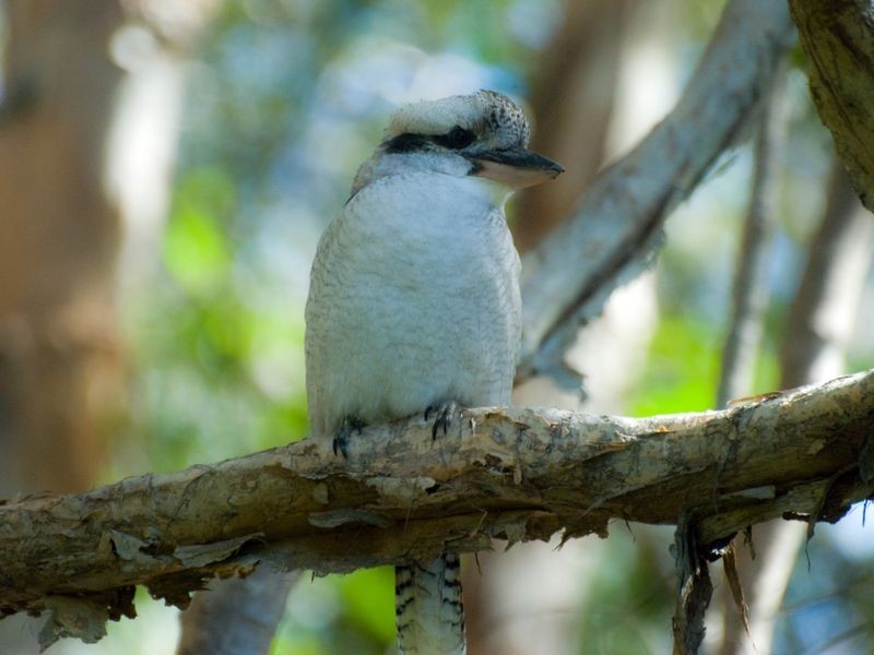 7 Paul Street, Noosa Heads QLD 4567