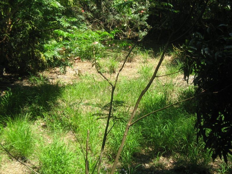 31 Warana Street, Noosa Heads QLD 4567