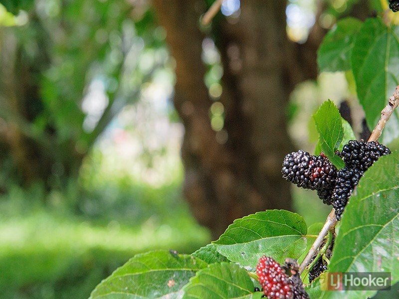 4479 Nelson Bay Road, Anna Bay NSW 2316