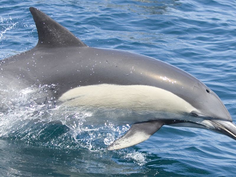 7/143 “Seaspray” Shoal Bay Road, Nelson Bay NSW 2315