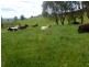 84 Coates Hill Road, Parkham TAS 7304