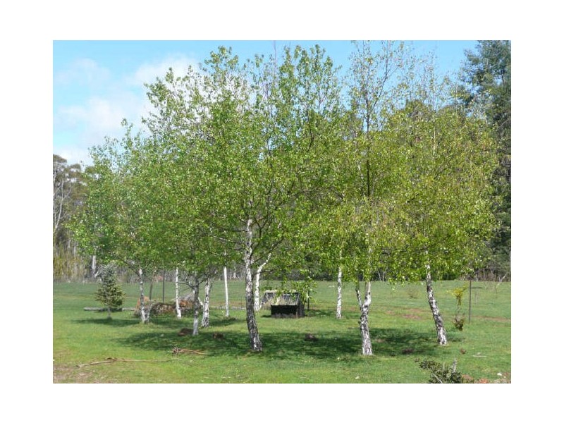 289 Wadleys Road, Reedy Marsh TAS 7304