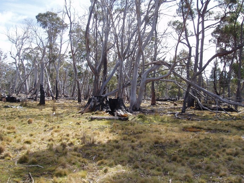 1/ Black Snake Road, Bothwell TAS 7030