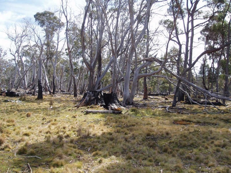 1/ Black Snake Road, Bothwell TAS 7030