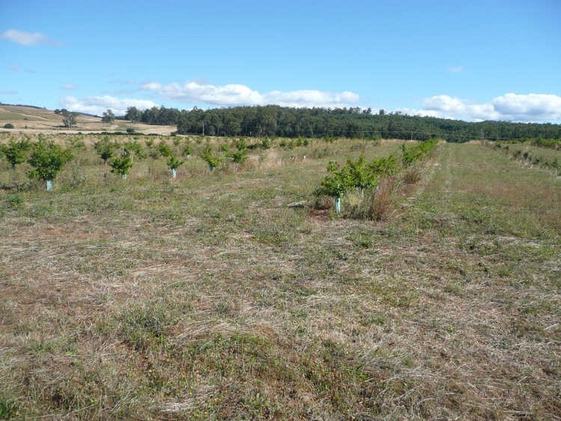 290 River Road, Deloraine TAS 7304