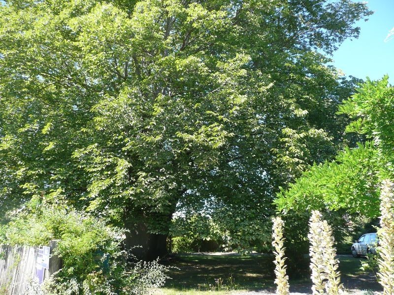 39 William Street, Westbury TAS 7303