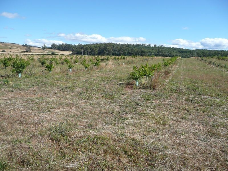 290 River Road, Deloraine TAS 7304