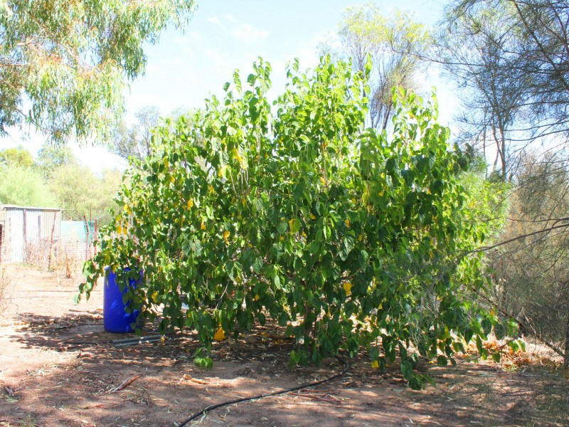 107 Newcastle Street, York WA 6302