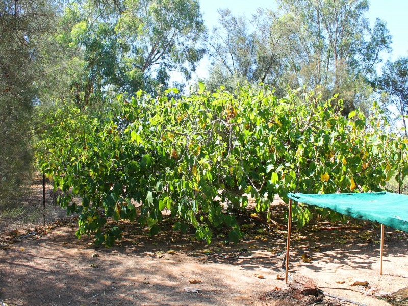 107 Newcastle Street, York WA 6302