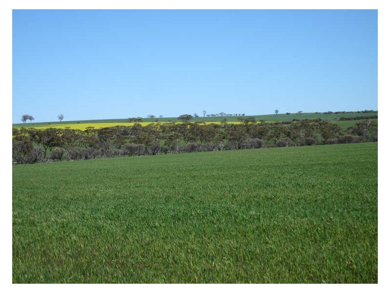 988 Arthur Road, North Baandee, Kellerberrin WA 6410