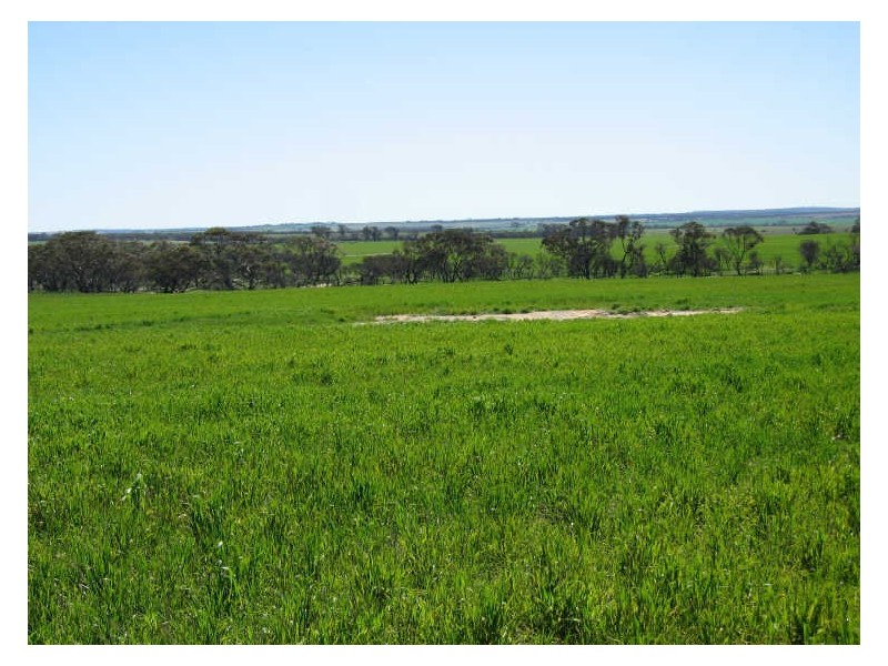 988 Arthur Road, North Baandee, Kellerberrin WA 6410