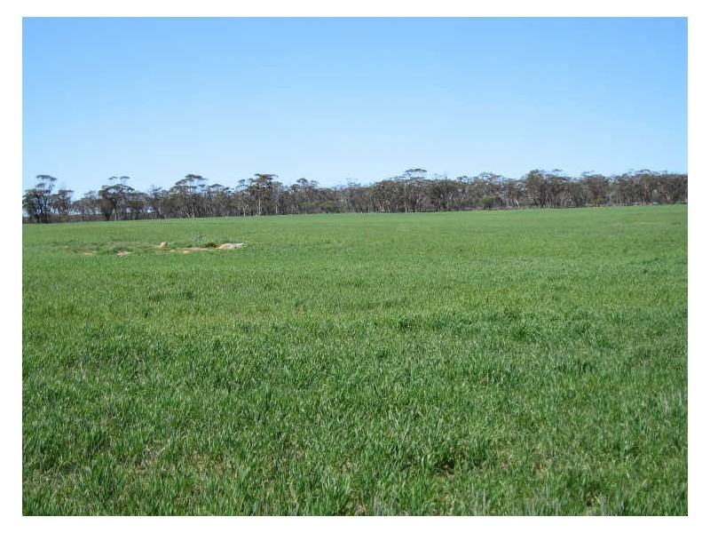 988 Arthur Road, North Baandee, Kellerberrin WA 6410