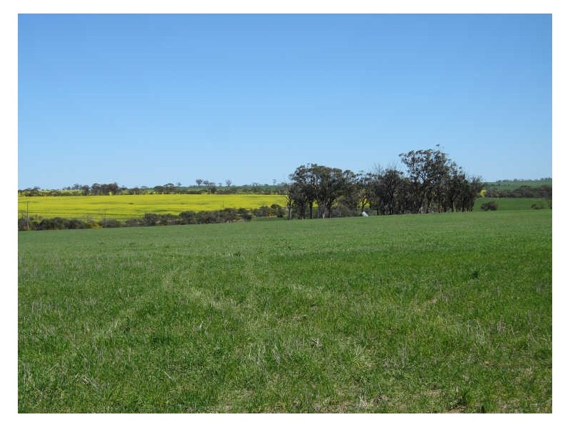 988 Arthur Road, North Baandee, Kellerberrin WA 6410