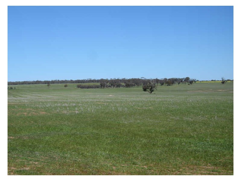 988 Arthur Road, North Baandee, Kellerberrin WA 6410