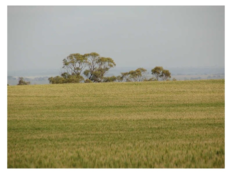 Lot 10296 Hill Road, Meckering WA 6405