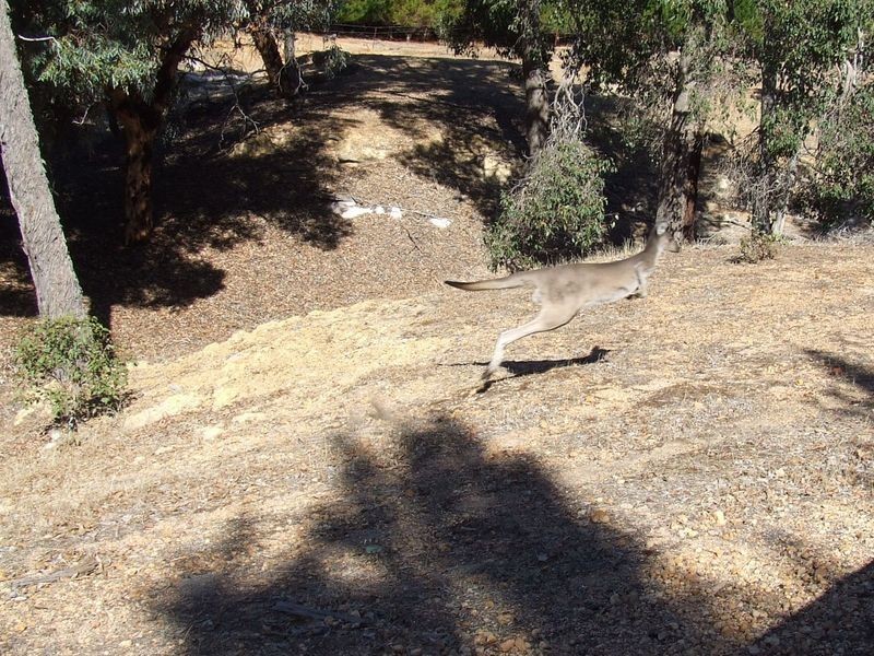 Lot 27696 Berry Brow Road, Badgin WA 6302