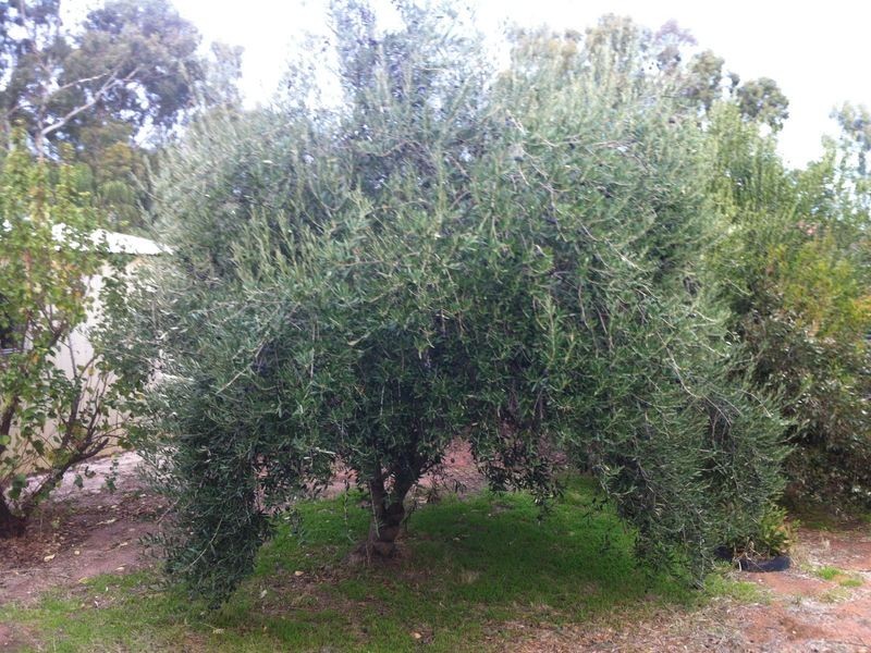 19 Bland Road, York WA 6302