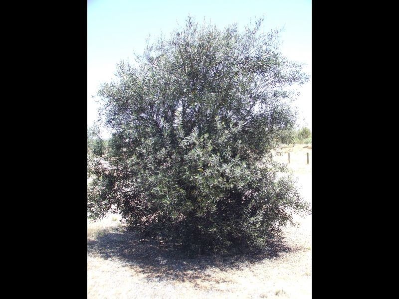 152 Newcastle Street, York WA 6302