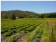 Hillwood TAS 7252