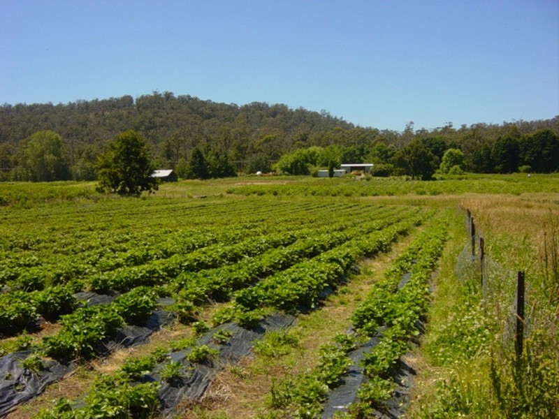 Hillwood TAS 7252