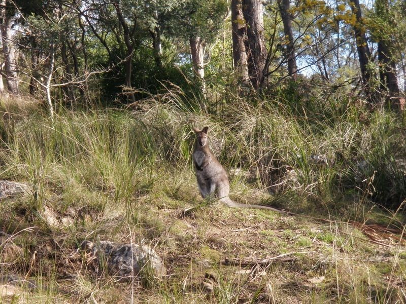 5 Tamar View Drive, Riverside TAS 7250