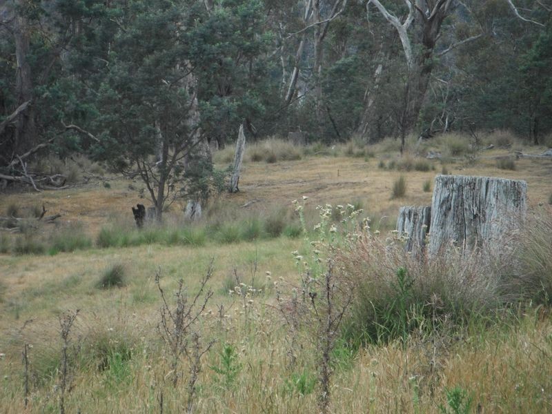 Lot 1 Albert Street, Fingal TAS 7214