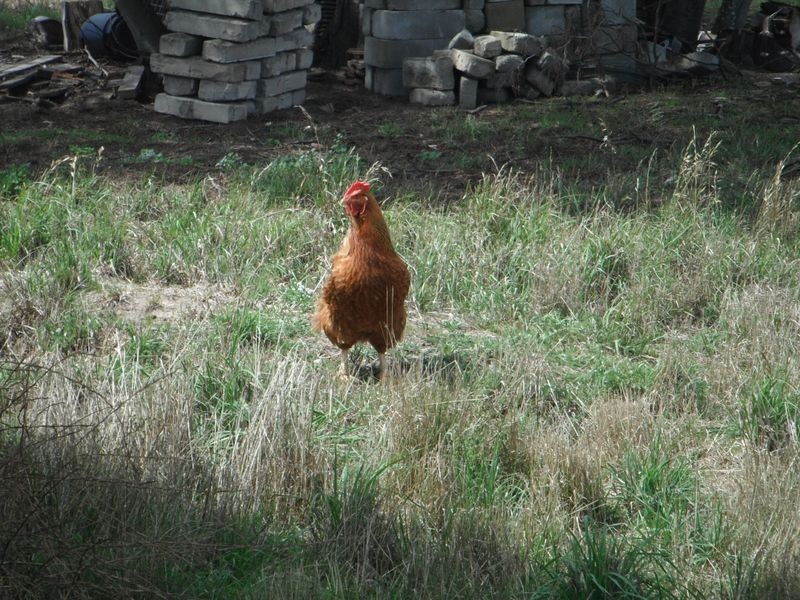 22 Grant Street, Fingal TAS 7214