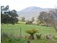 236 North Lilydale Road, Lilydale TAS 7268
