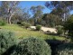 868 Pearsall Street, Lavington NSW 2641