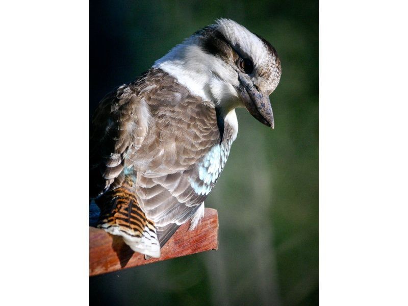 80 White Cedar Road, Pullenvale QLD 4069