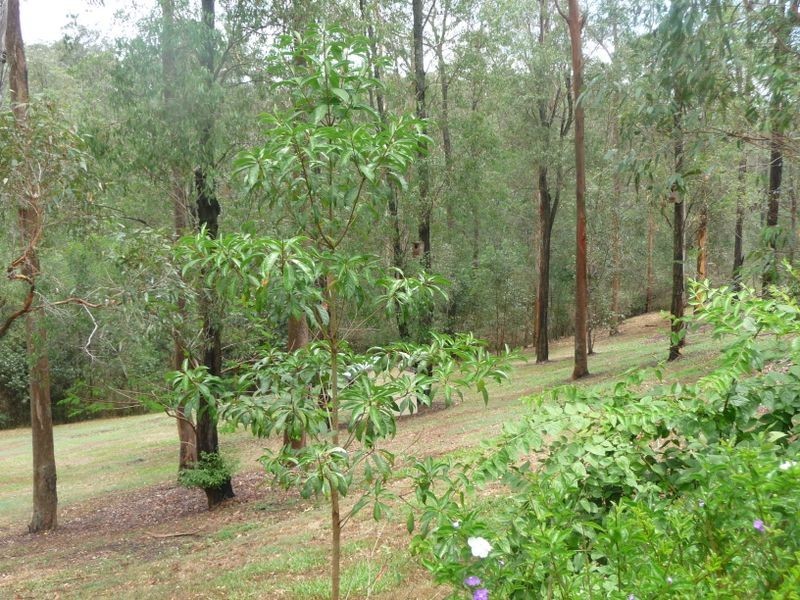 31 White Cedar Road, Pullenvale QLD 4069